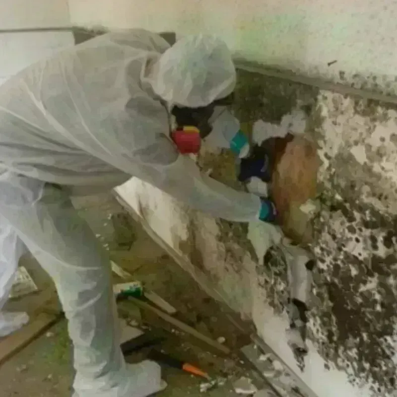 Mold Remediation and Removal in Louisiana, MO